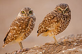 Burrowing owls (Athene cunicularia), Arizona