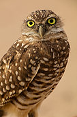 Burrowing owl, (Athene cunicularia), Arizona