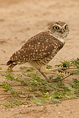 burrowing owl (Athene cunicularia), Arizona, eating beetle
