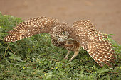 Burrowing owl (Athene cunicularia), Arizona, "rain dance"