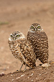 Burrowing owls (Athene cunicularia), Arizona, "rain dance"