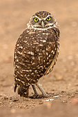 burrowing owl, (Athene cunicularia), Arizona