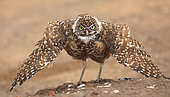 Burrowing owl (Athene cunicularia), Arizona, "rain dance"