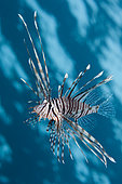 Indian Lionfish, Pterois miles, Brother Islands, Red Sea, Egypt