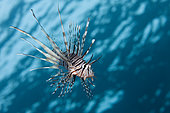 Indian Lionfish, Pterois miles, Brother Islands, Red Sea, Egypt