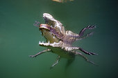Juvenile American Crocodile, Crocodylus acutus, Florida, Everglades, USA