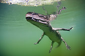 Juvenile American Crocodile, Crocodylus acutus, Florida, Everglades, USA