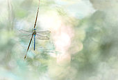 Emperor dragonfly (Anax imperator) on stem, Alsace, France