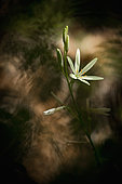 Saint Bernard's Lily (Anthericum liliago) flower, Hautes-Alpes, France