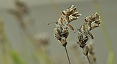 Geranium Bronze (Cacyreus marshalli) on dry flowers of Lavender, Ile d'Oleron, France