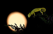 African Chameleon (Chamaeleo africanus) at night, Greece