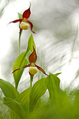 Ladies slipper Orchid (Cypripedium calceolus) flowers, Vercors, France