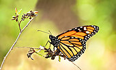 Monarch Butterfly (Danaus plexippus) on twig
