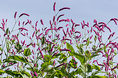 Persicaria orientale