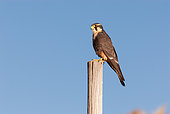 Faucon orangé (Falco deiroleucus) sur l'altiplano près du lac Junin, Pérou