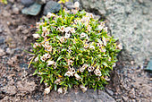 Antarctic pearlwort (Colobanthus quitensis), one of only two Antarctic flowering plants, here with open fruit (capsules)