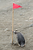 Gentoo penguin attacking a flag used for polar cruise tourism, South Shetland, Antarctica