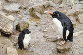 Rockhopper penguin (Eudyptes chrysocome) adult with one of his young, Falkland Islands