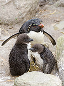 Rockhopper penguin (Eudyptes chrysocome) adult with its young, Falkland Islands