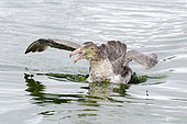 Hall's Petrel (Macronectes halli) adult swimming, South Georgia