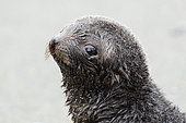 Young Antarctic Fur Seal (Arctocephalus gazella), South Georgia