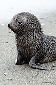 Young Antarctic Fur Seal (Arctocephalus gazella), South Georgia