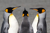 Trio of King Penguins (Aptenodytes patagonicus) on a beach in South Georgia