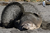 Southern elephant seal (Mirounga leonina) blowing sand to cool off, South Georgia