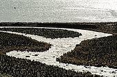Royal Penguin (Aptenodytes patagonicus) colony along a stream in St. Andrews Bay, South Georgia