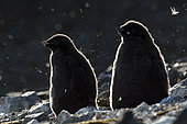 Adelie penguin (Pygoscelis adeliae) chicks, Antarctica