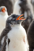 Gentoo penguin (Pygoscelis papua) chicks suffering from heat and panting, South Shetland, Antarctica