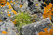 Antarctic hair grass (Deschampsia antarctica), one of only two flowering plants in Antarctica, between rocks covered with lichens