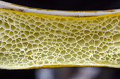 Coupe de l'algue (Durvillaea antarctica), Cap Horn, Chili