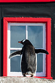 Gentoo penguin (Pygoscelis papua) adult in front of Port Lockroy UK station on Goudier Island, Antarctica