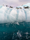Adélie Penguin (Pygoscelis adeliae) group on iceberg in Weddell Sea, Antarctica