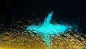 Humpback whale (Megaptera novaeangliae) adult in transparency with golden reflections in the Southern Ocean, Antarctic