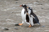 Quivering behavior of a young gentoo penguin (Pygoscelis papua) with one of his parents, Antarctica