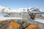 Brown Skua (Catharacta antarctica) on a rock covered with orange lichen, Antarctica