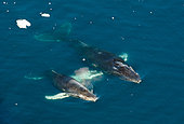 Mother and calf Humpback Whale (Megaptera novaeangliae), Antarctica