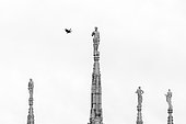 Hooded Crow (Corvus corone cornix) and Top Statues of the Duomo of Milan, Lombardy, Italy
