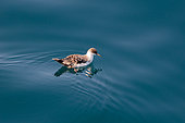 Great shearwater (Puffinus gravis) swimming in the Strait of Denmark near Greenland