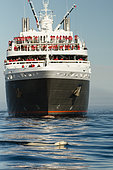 Polar bear (Ursus maritimus) swimming in front of a cruise ship, Canada