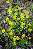 Marsh saxifrage (Saxifraga hirculus), Canadian Arctic