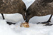Brown Skua (Catharacta antarctica) and Gentoo Penguin Egg (Pygoscelis papua), Antarctica