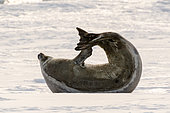 Weddell seal (Leptonychotes weddellii) drawing a heart with its body, Antarctica