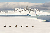 Skuas (Catharacta sp) on pack ice in Wilhelmina Bay, Antarctica