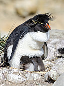 Rockhopper penguin (Eudyptes chrysocome) adult and chick at nest, Falklands