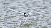 Antarctic Tern (Sterna vittata) adult fishing for Amphipods in a lagoon in South Georgia
