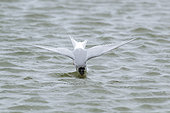 Antarctic Tern (Sterna vittata) adult fishing for Amphipods in a lagoon in South Georgia