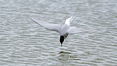 Antarctic Tern (Sterna vittata) adult fishing for Amphipods in a lagoon in South Georgia